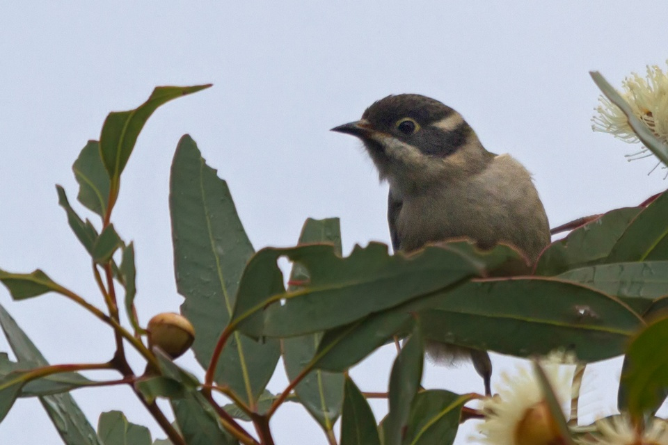 Brown-headed Honeyeater (Melithreptus brevirostris)